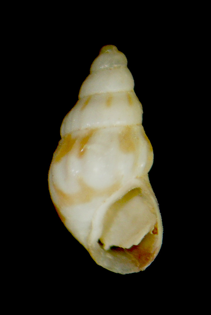 Pusillina